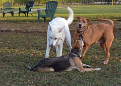 Dogs socializing at a dog park
