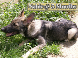 My new dog Sable