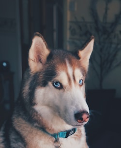 Sable sitting at attention