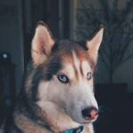 Photo of Skye