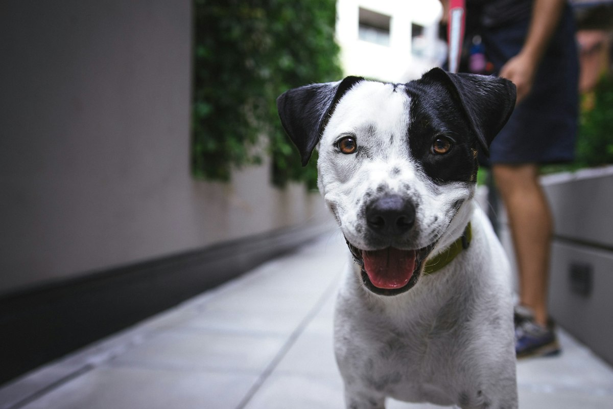 Dog looking up for direction instead of freelancing at the window