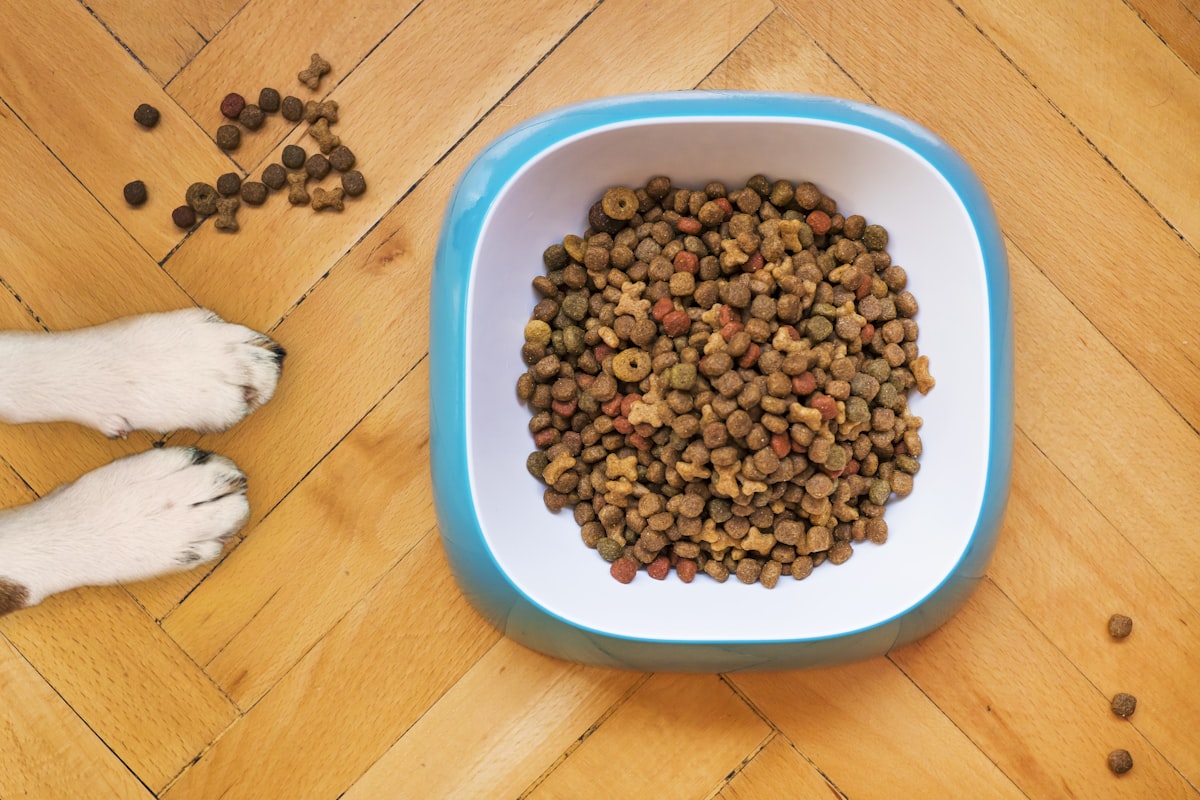 Dog looking hopefully near food bowls in a kitchen setting