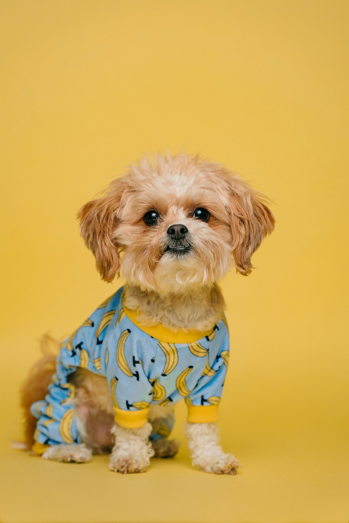 Dog with a person — meals reinforce pack leadership