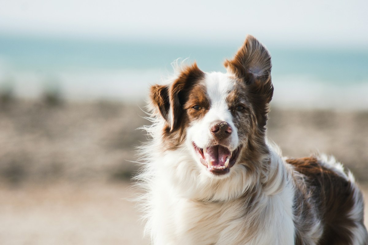 Attentive dog focused on the handler