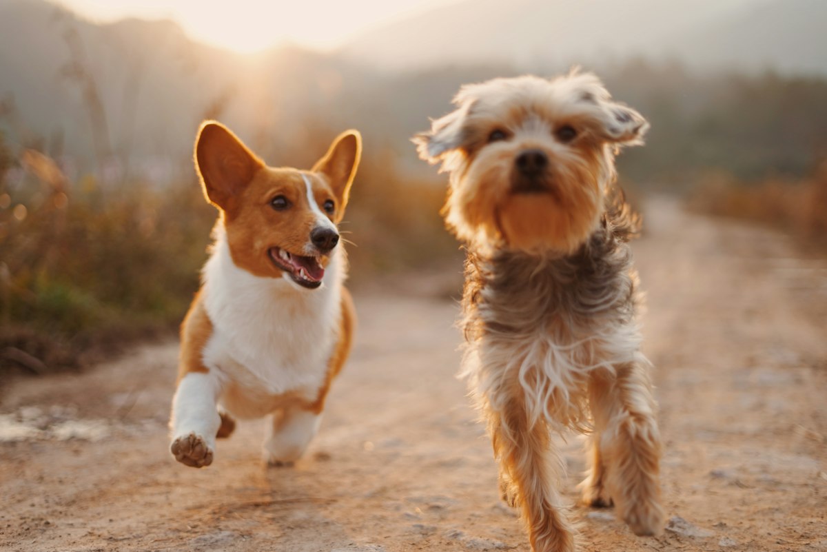Person walking dogs on leash in a calm outing