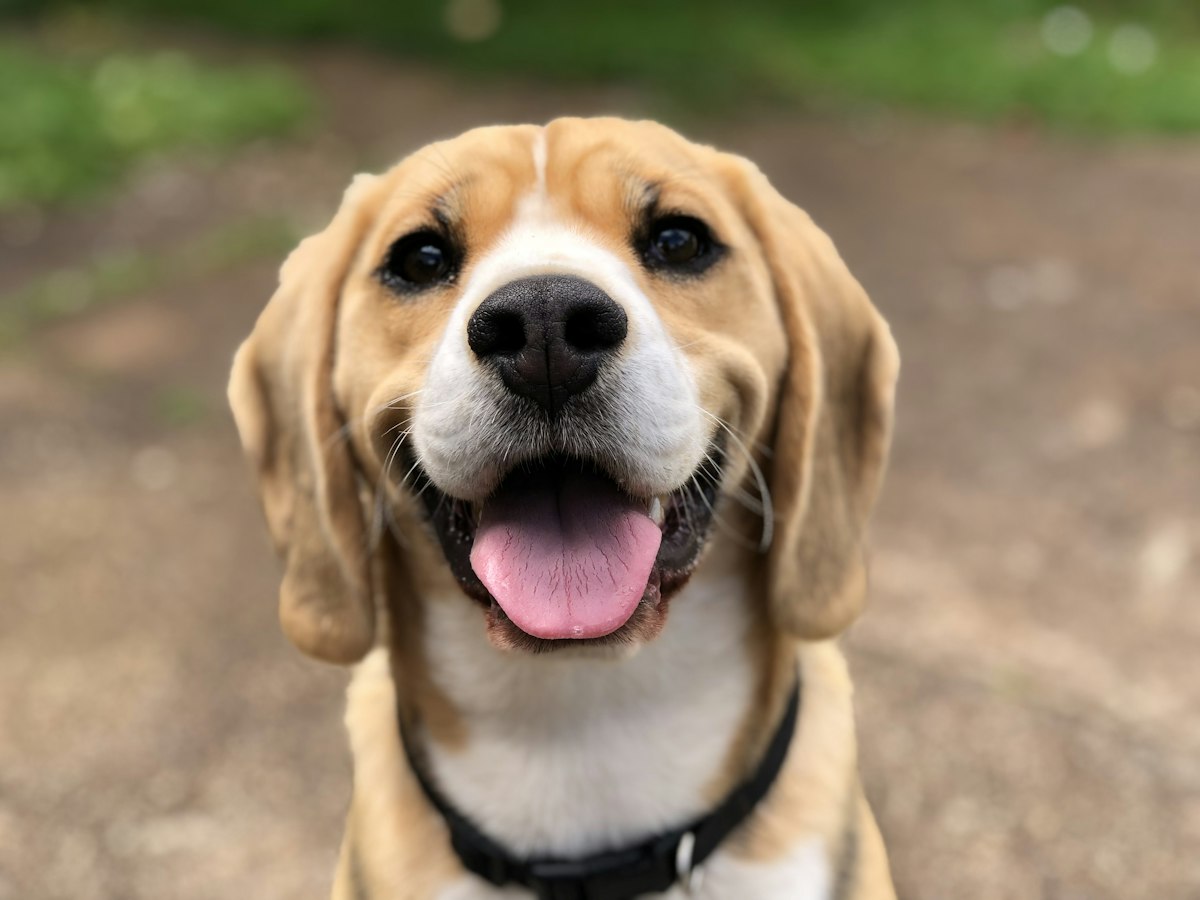 Happy dog outdoors staying engaged and settled
