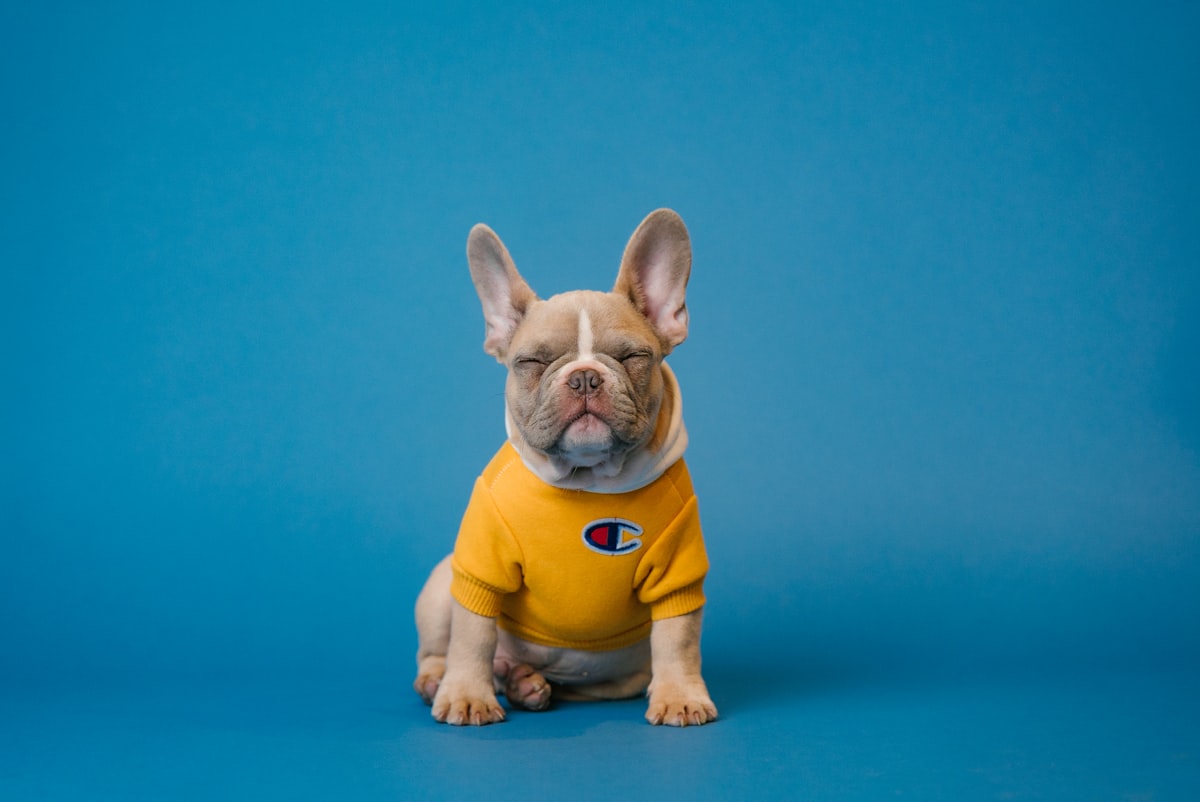 French Bulldog in a yellow hoodie sitting with eyes closed, looking deeply unimpressed