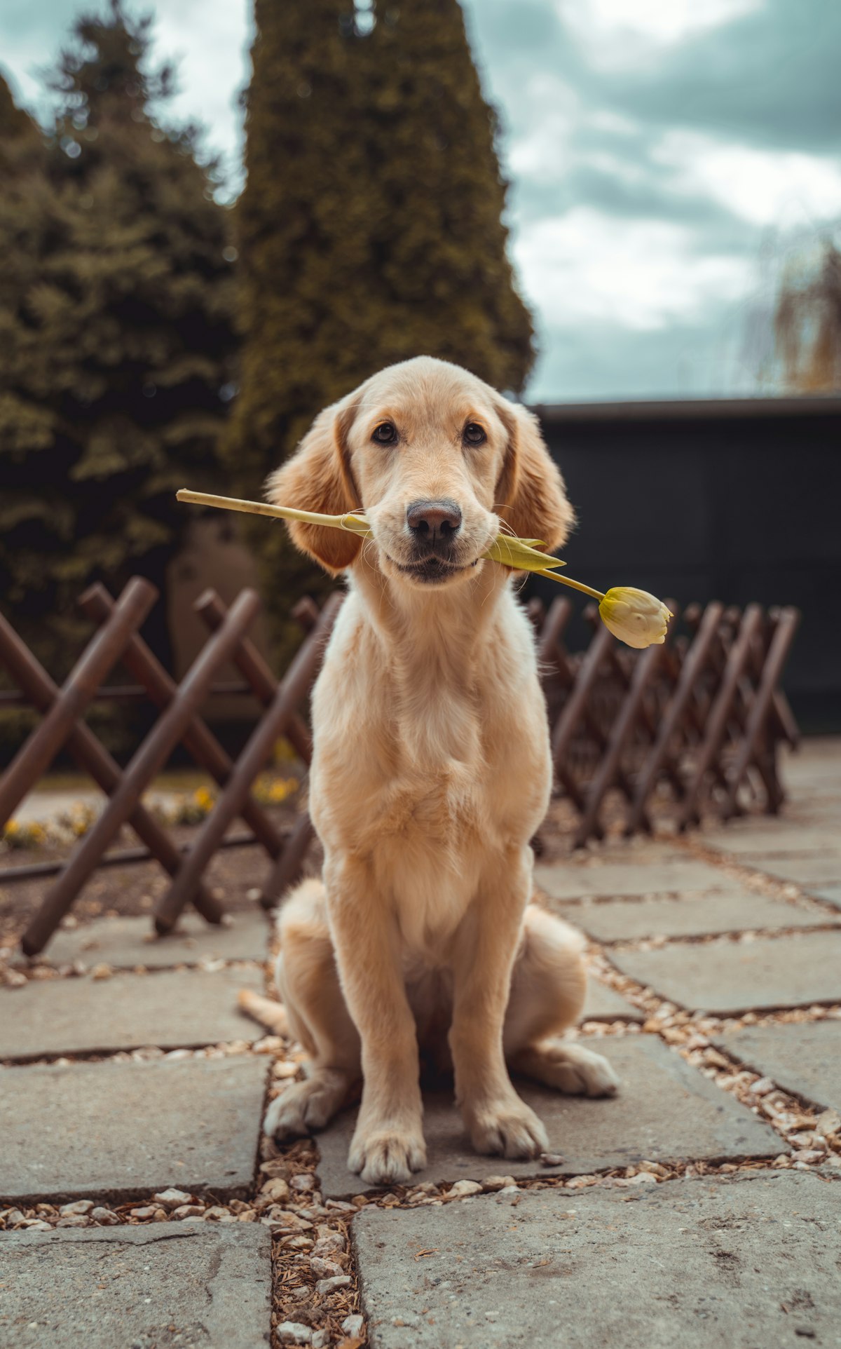 Golden dog holding a toy, ready for a fair trade