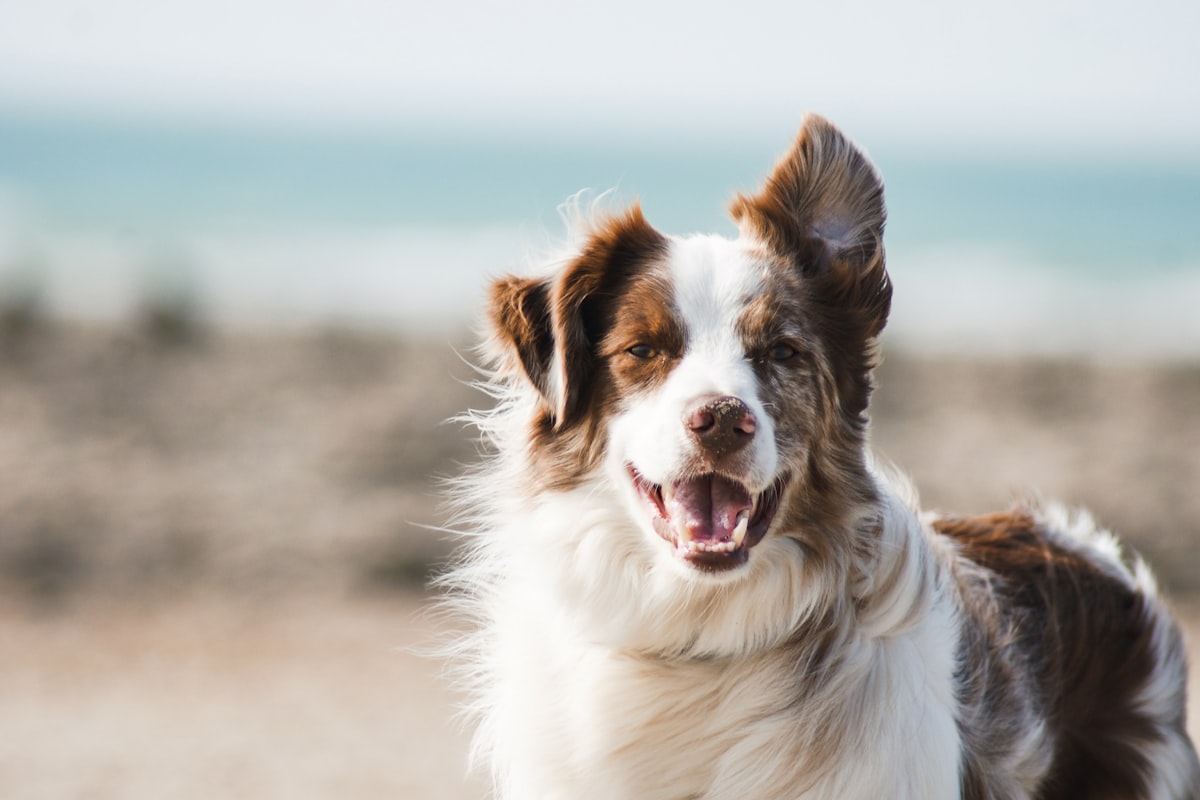 Happy brown and white dog outdoors, looking at the camera with one ear flipped back