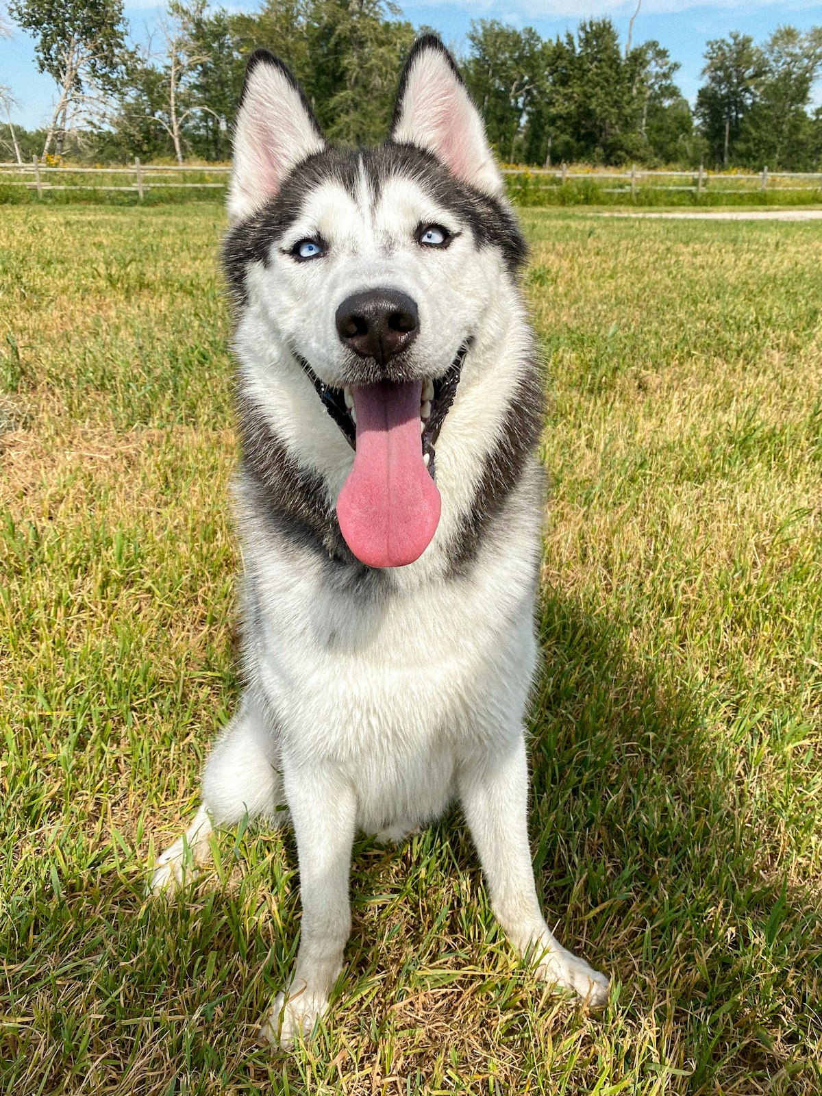 Siberian Husky sitting in a grassy field, focused on the handler
