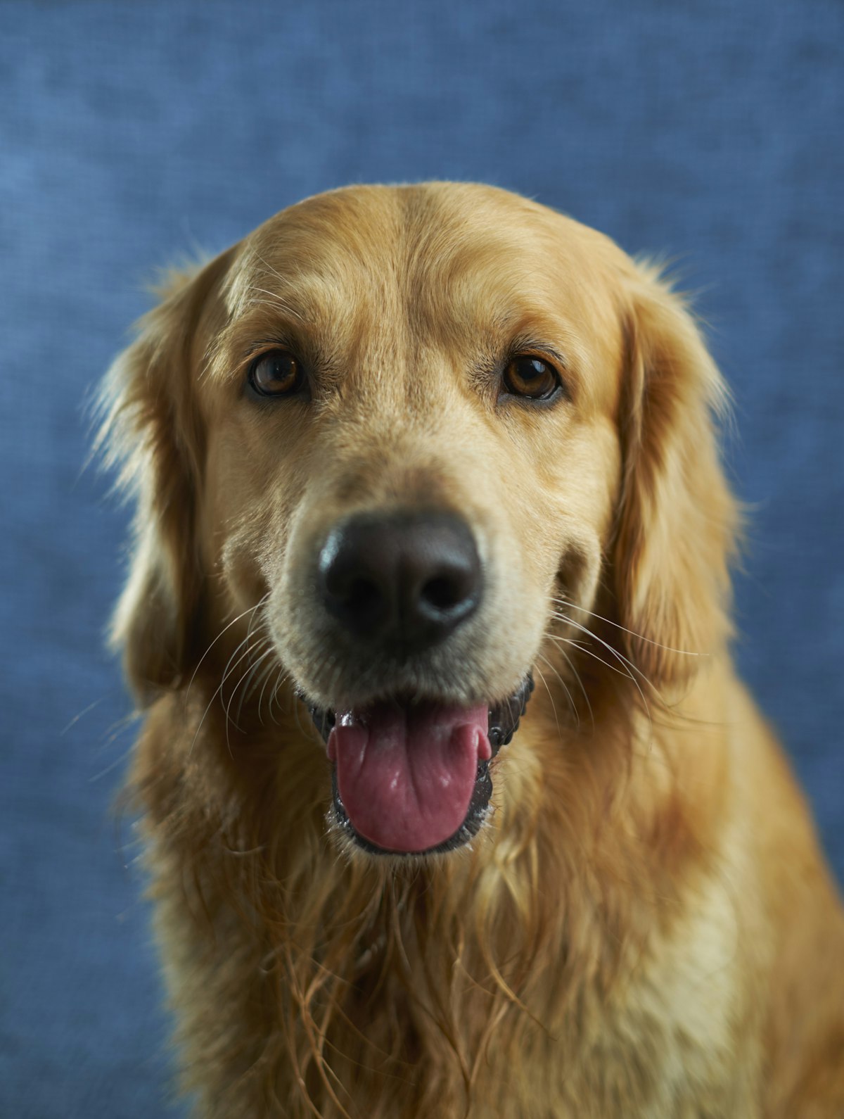 Focused dog face — attention is the antidote to squirrel tunnel vision