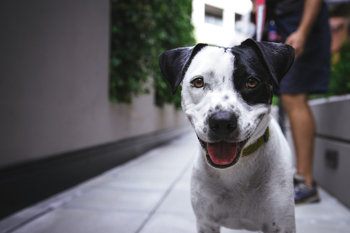 Dog looking up attentively at a person