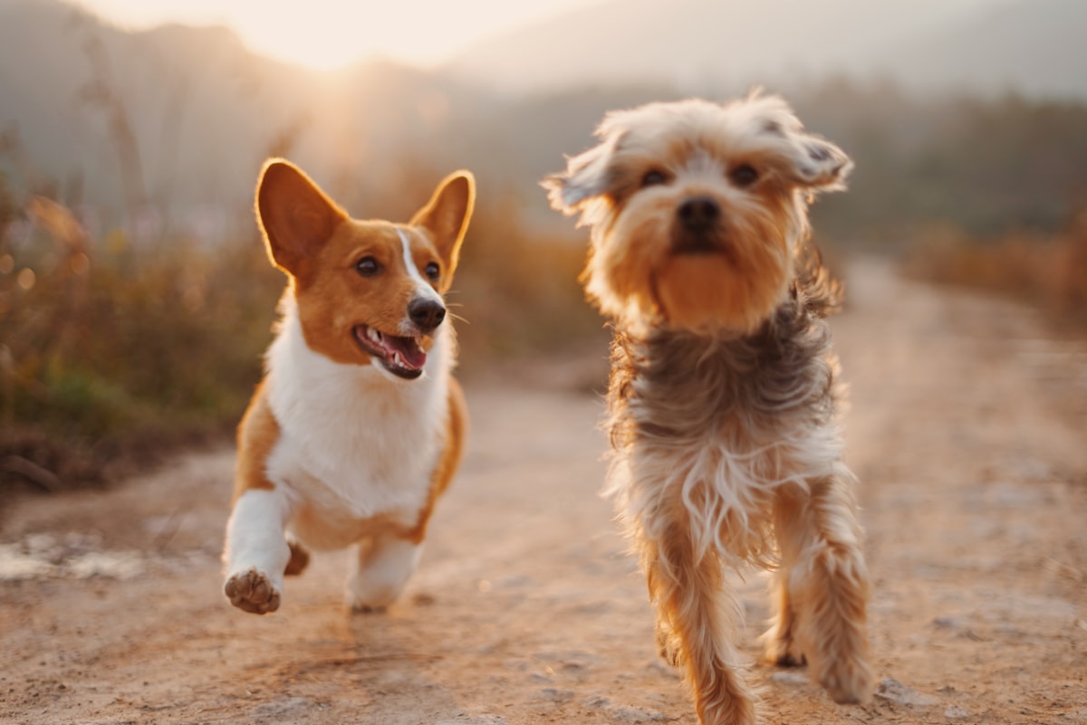 A corgi and a small scruffy dog running toward the camera on a dirt path at sunset