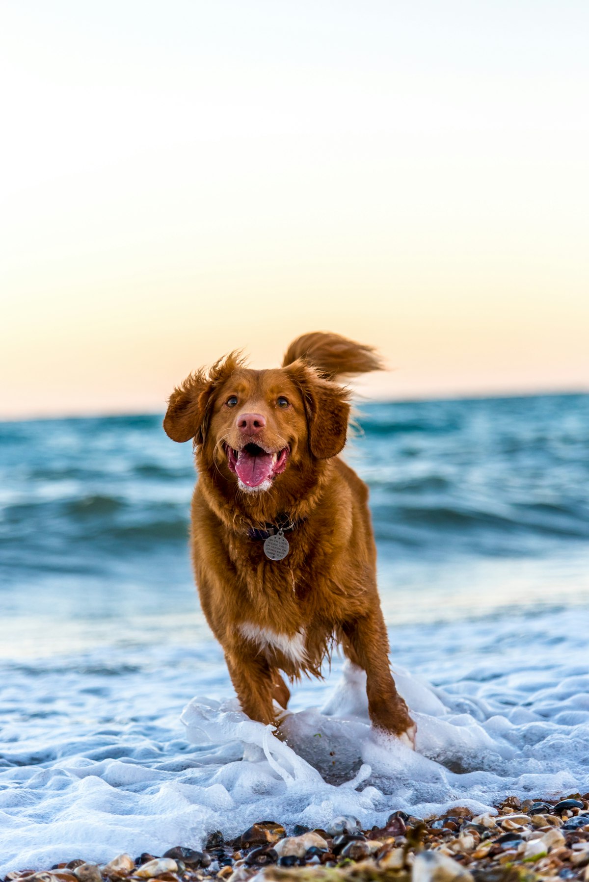 Red-coated dog running through foamy surf toward the camera at sunset
