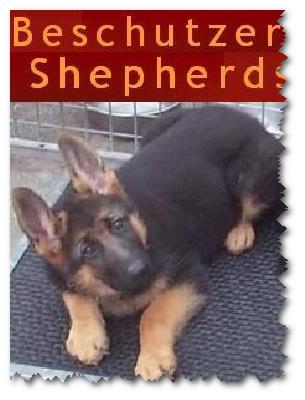 Beschutzer Shepherd Logo