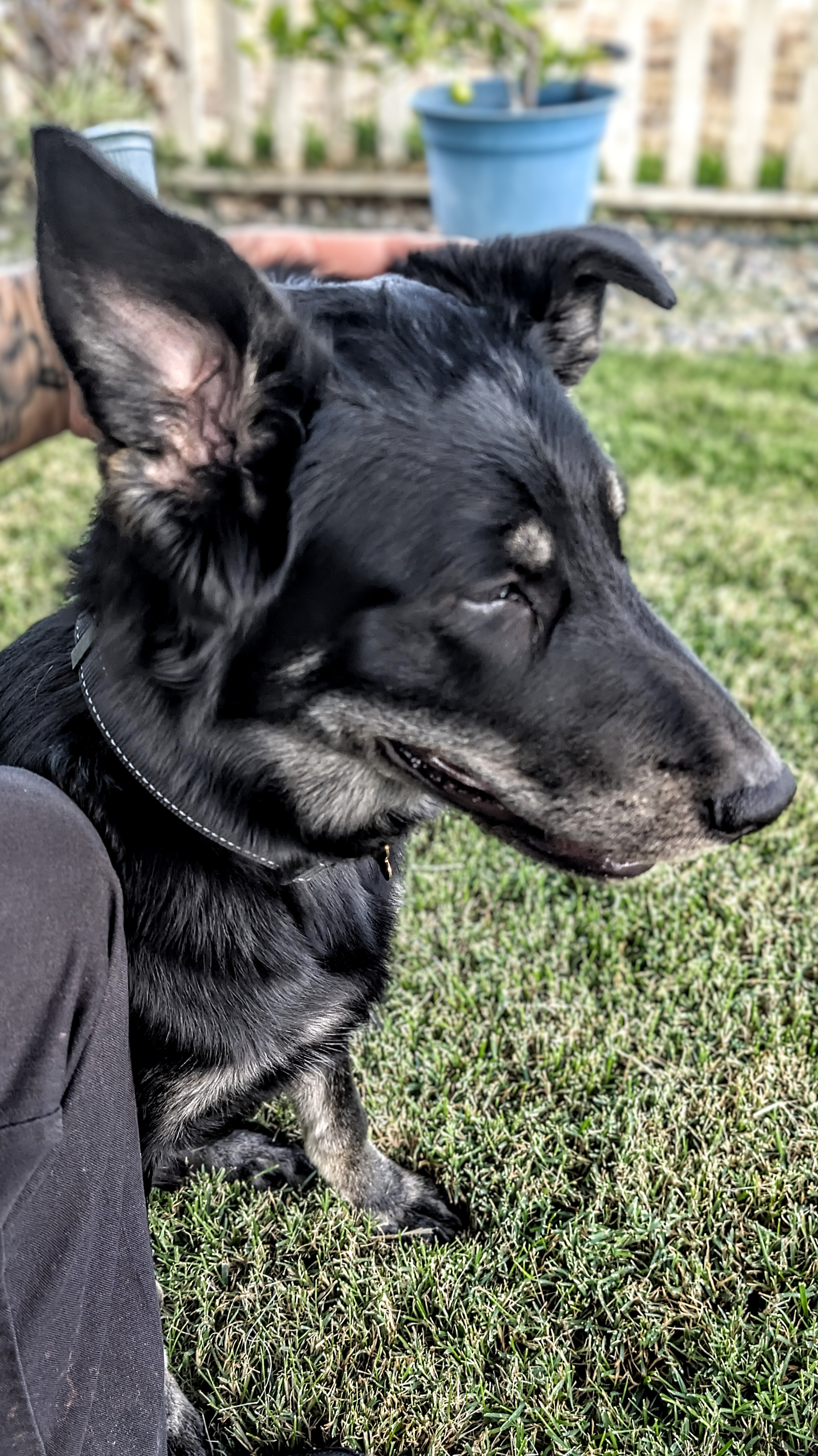 Oso posing for the camera before formal obedience training begins
