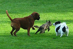 Doggie games
