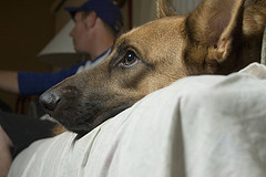 Remi